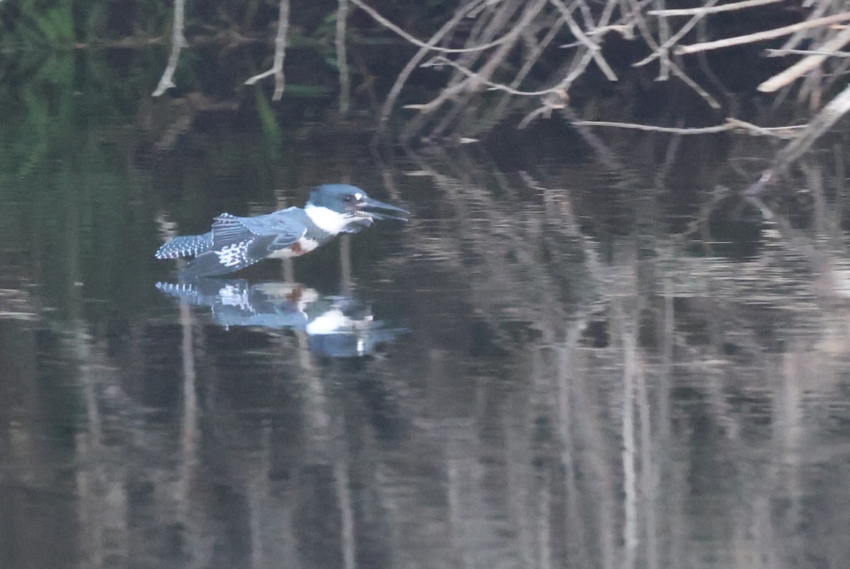 Belted Kingfisher - ML609508678