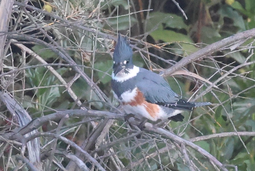 Belted Kingfisher - ML609508679
