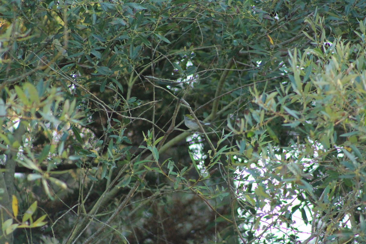 Chestnut-sided Warbler - Kate Edwards