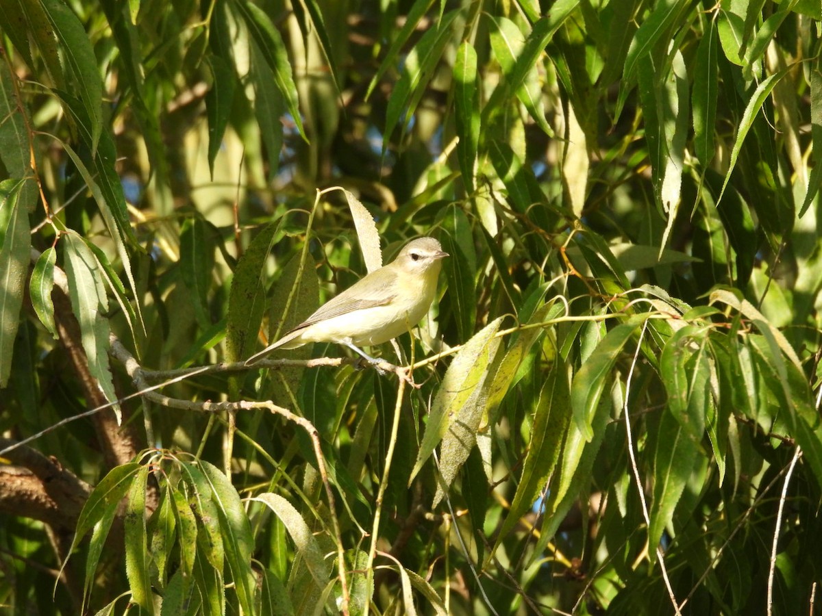 Philadelphia Vireo - Susan Lamberts