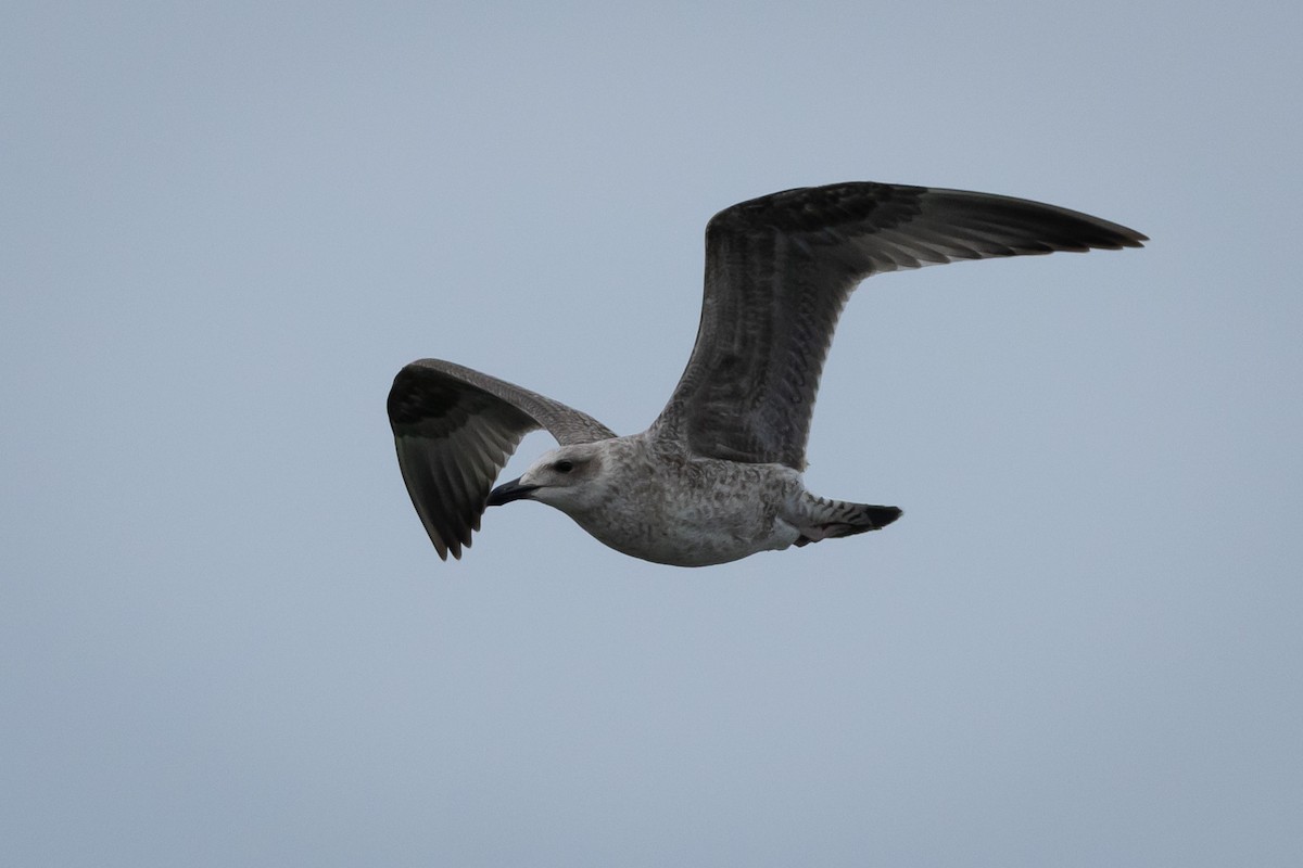 Yellow-legged Gull (michahellis) - ML609508742