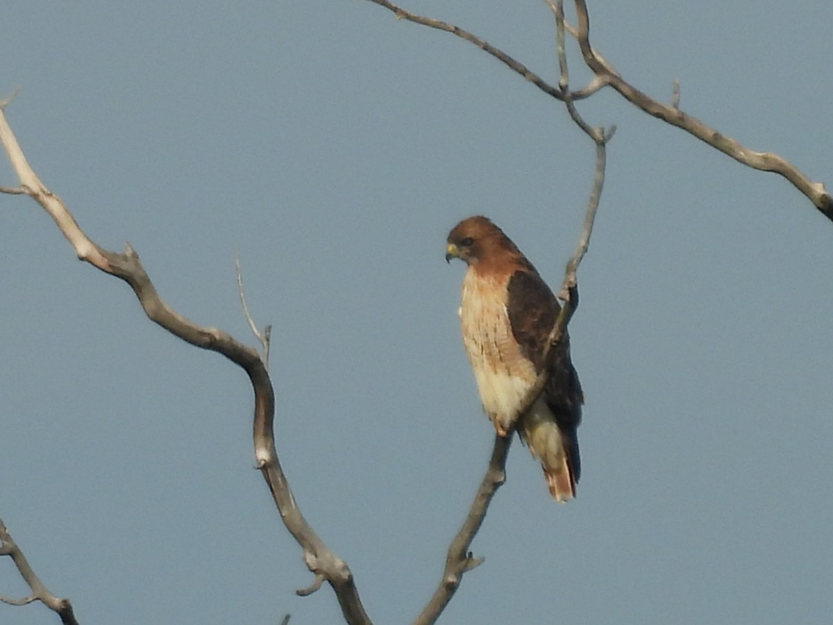 Red-tailed Hawk - Susan Lamberts