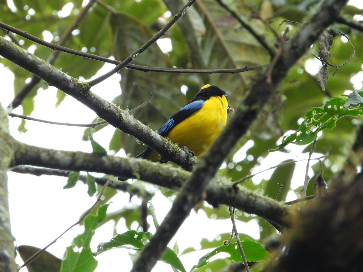 Blue-winged Mountain Tanager - ML609508778