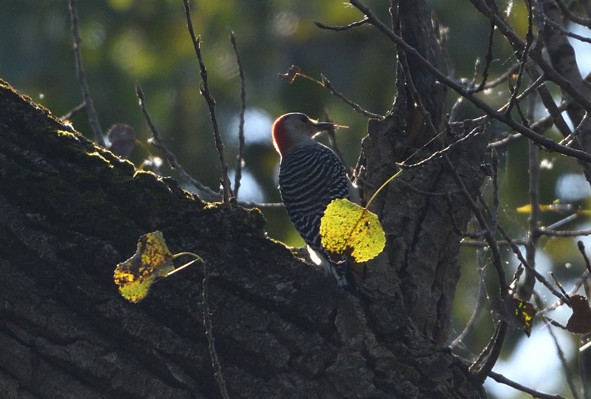 Red-bellied Woodpecker - ML609508796