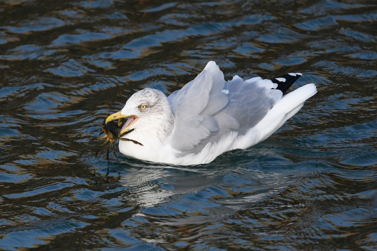 Herring Gull - Andreas Deissner