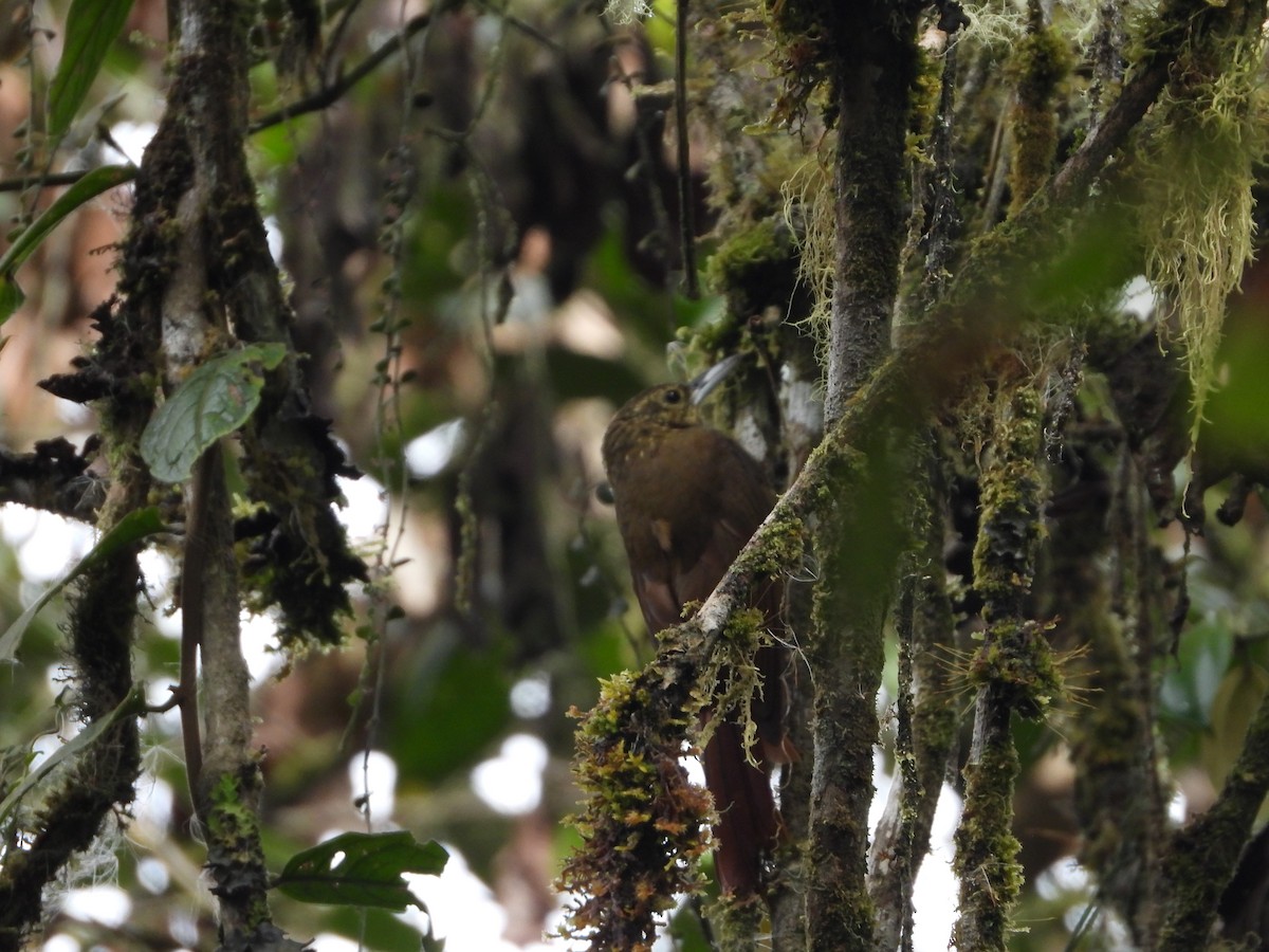 Strong-billed Woodcreeper - ML609508857