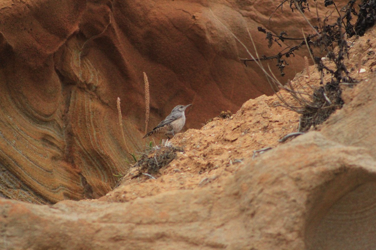 Troglodyte des rochers - ML609508901