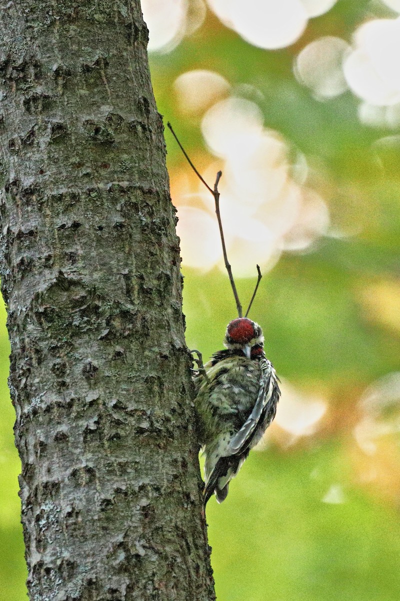 Yellow-bellied Sapsucker - ML609508944