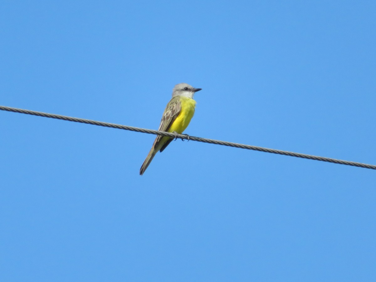 Couch's Kingbird - Claudia Amsler