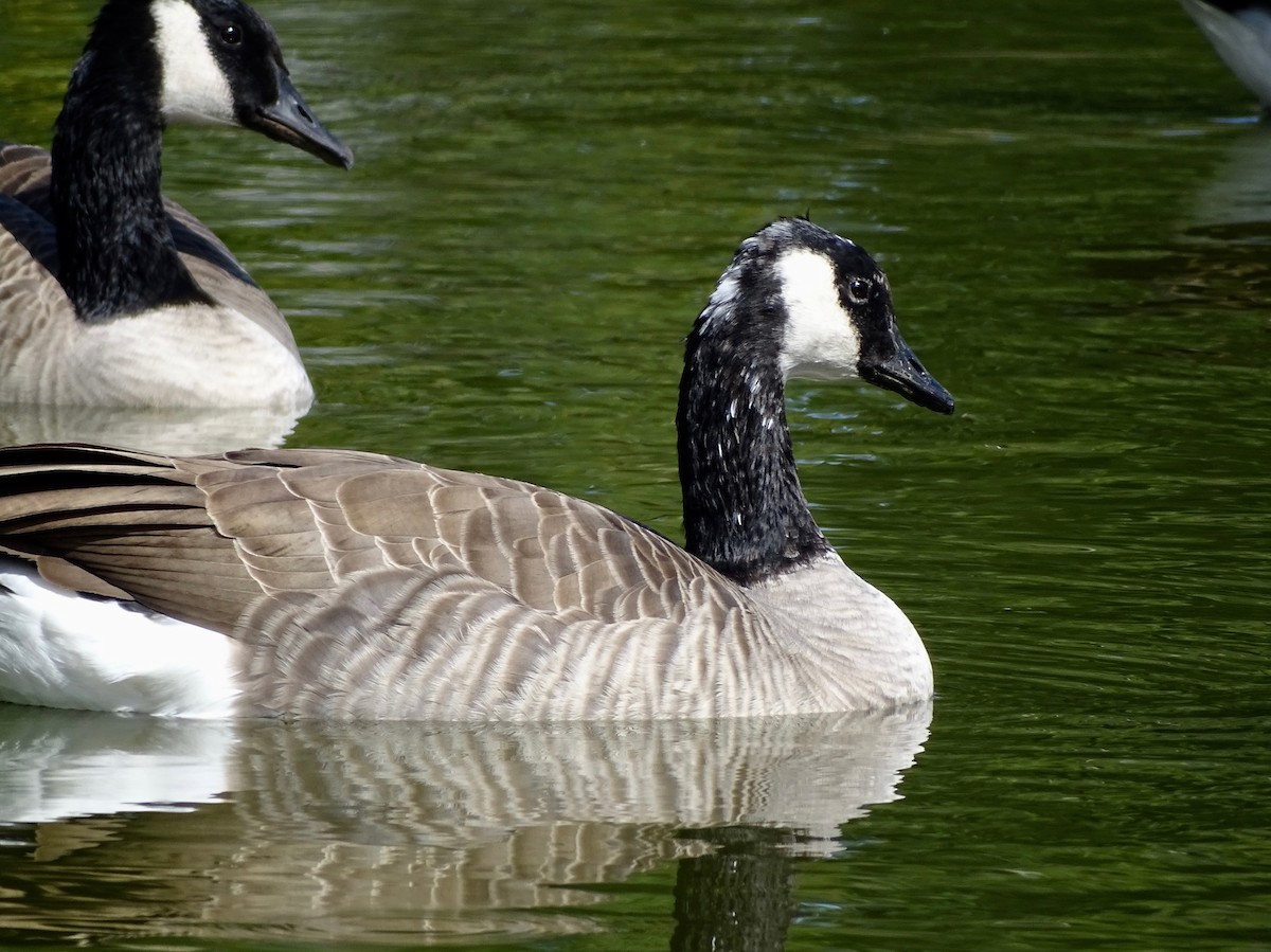 Canada Goose - ML609509054