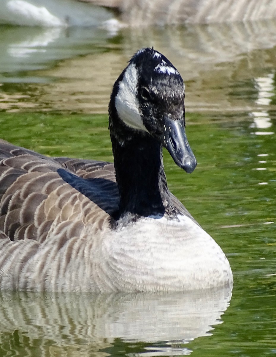 Canada Goose - ML609509058