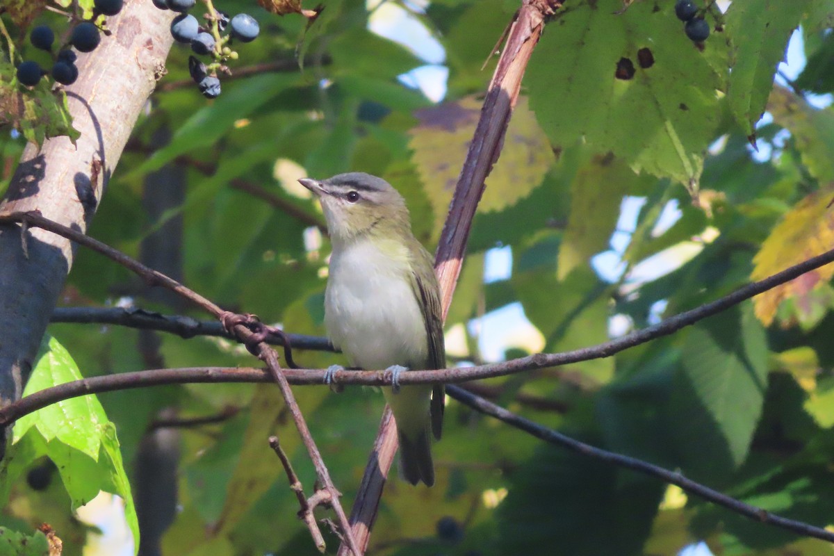 Red-eyed Vireo - ML609509068