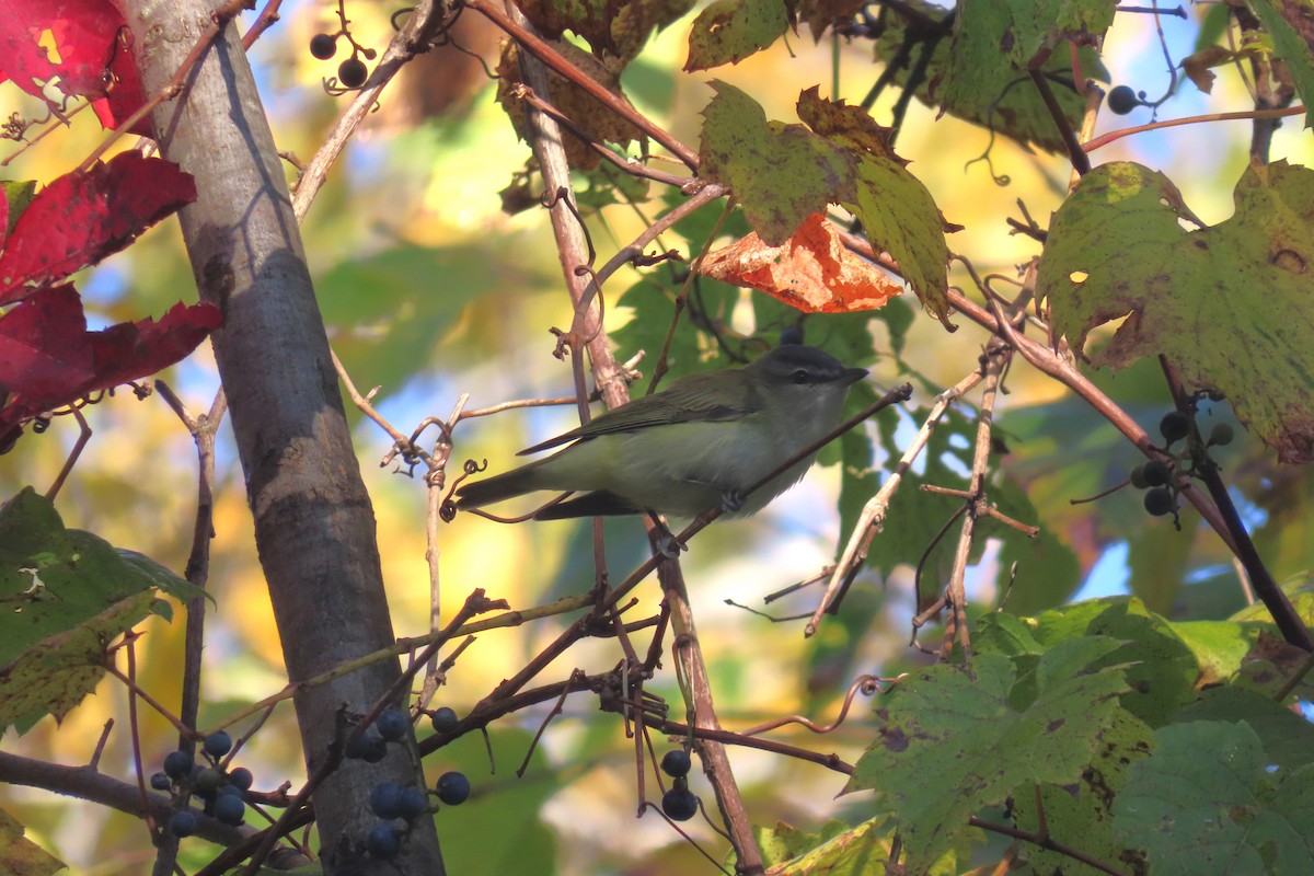 Red-eyed Vireo - ML609509069