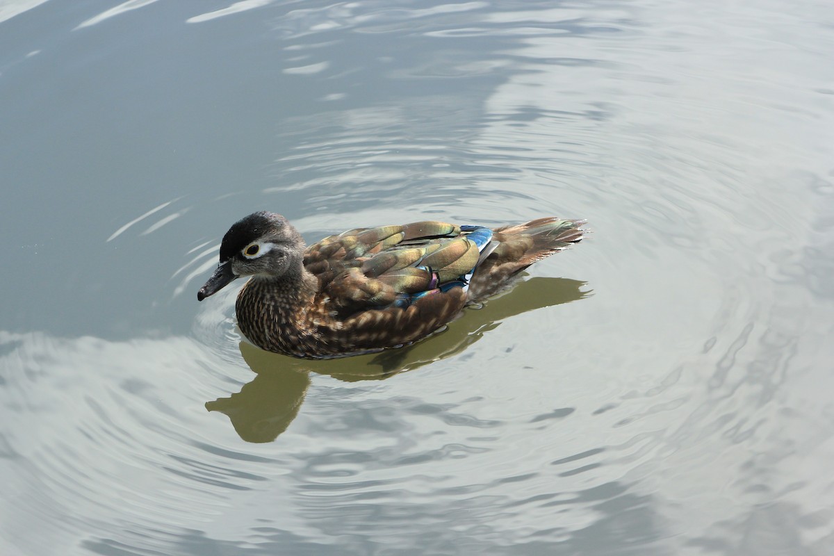 Wood Duck - Kate Edwards