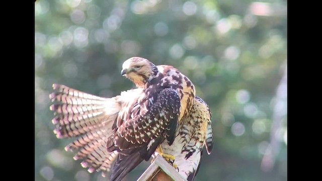 Swainson's Hawk - ML609509177