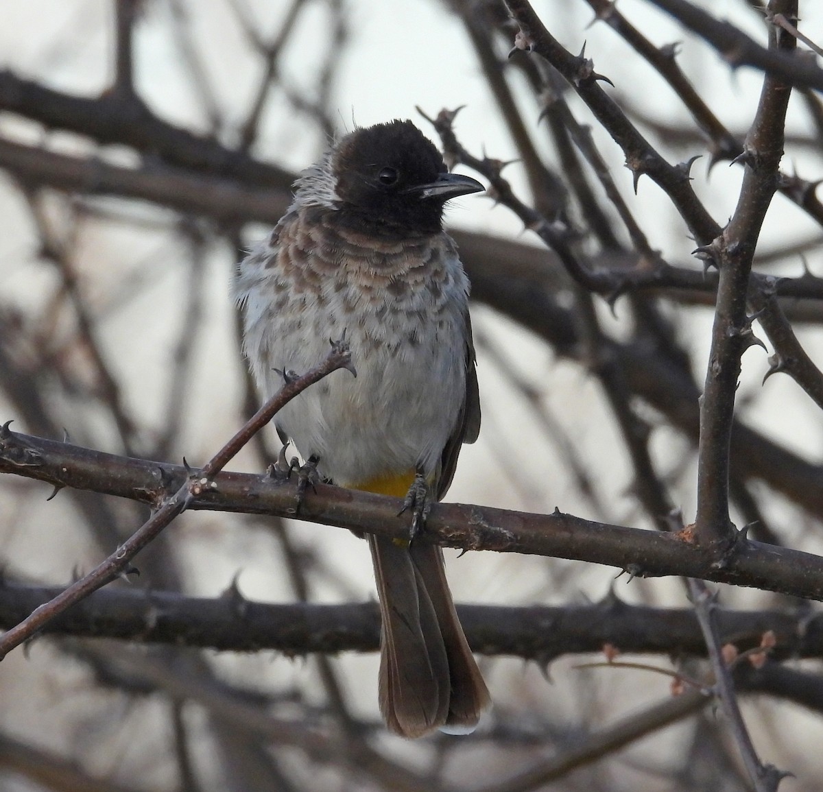 Common Bulbul (Dodson's) - ML609509233