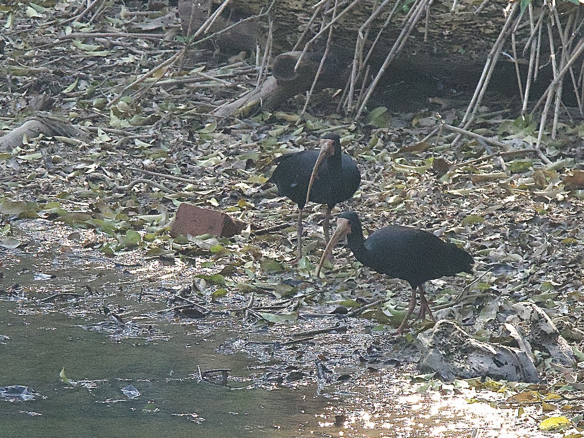 Bare-faced Ibis - ML609509251