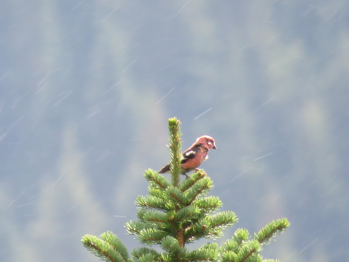 White-winged Crossbill - ML609509342