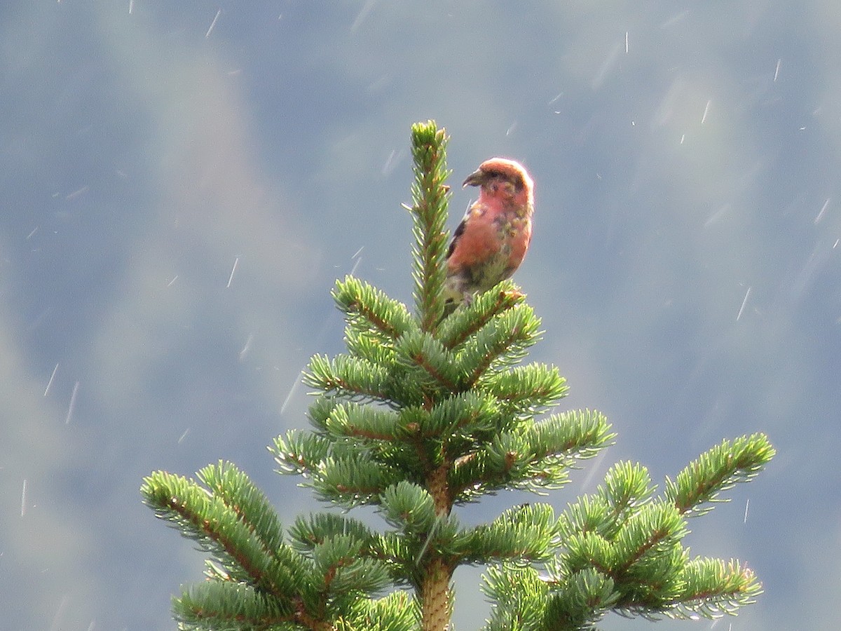 White-winged Crossbill - ML609509343