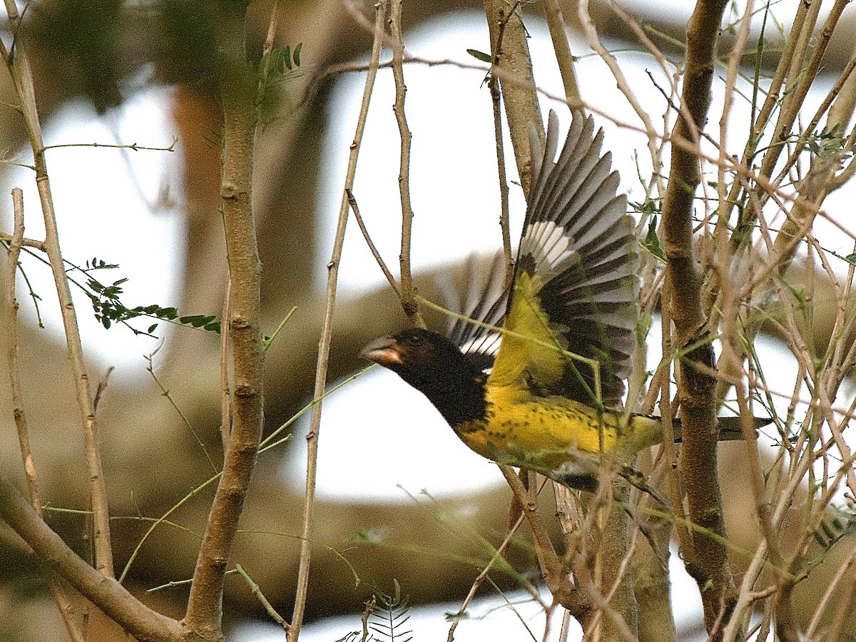 Black-backed Grosbeak - ML609509357