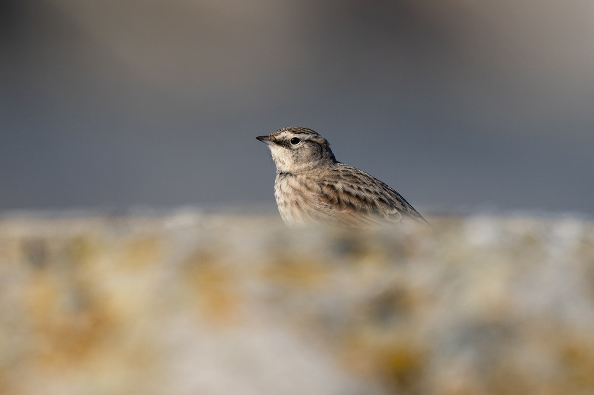 Horned Lark - ML609509368