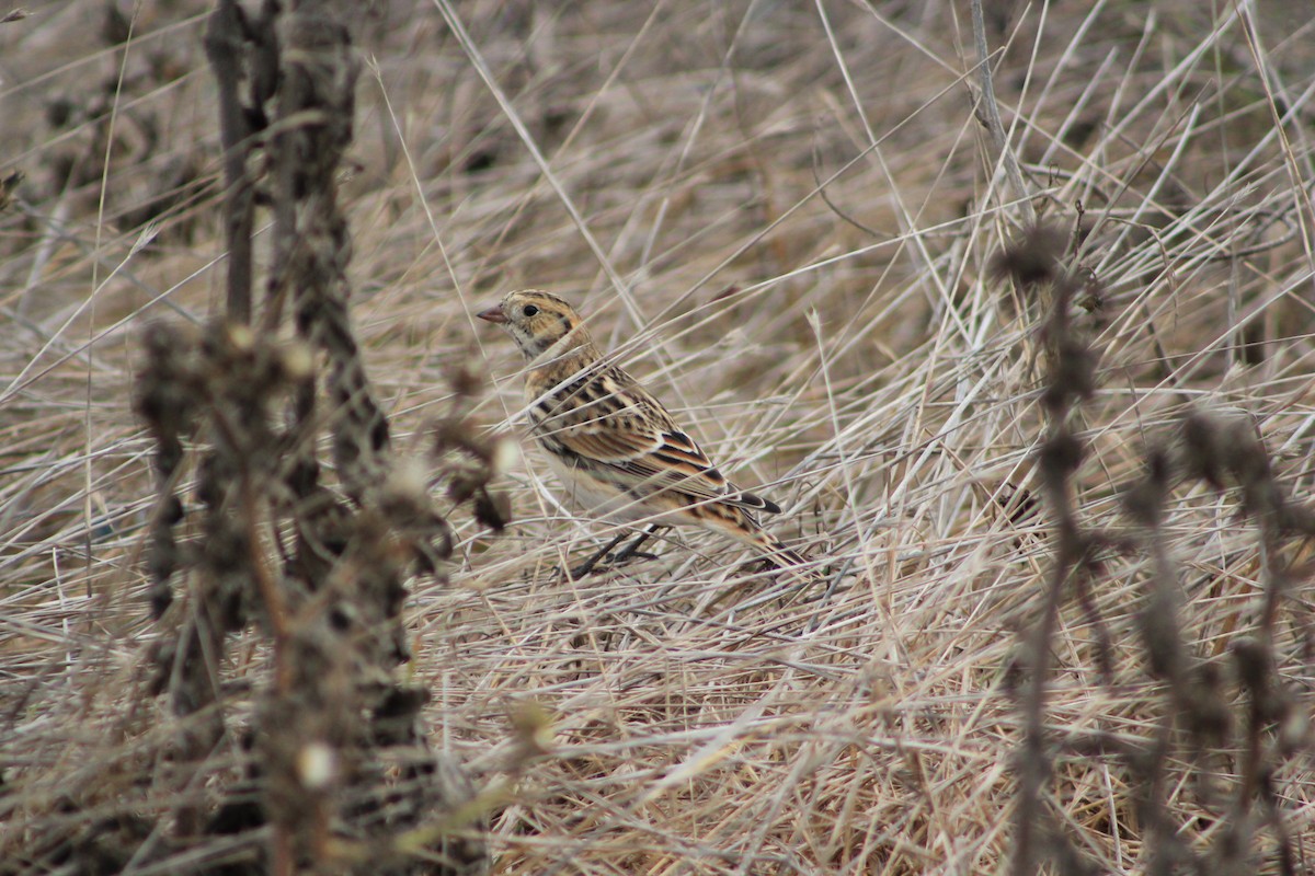 Lapland Longspur - ML609509375