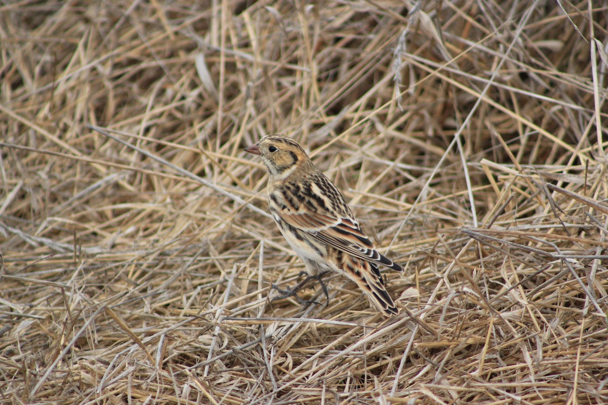 Lapland Longspur - ML609509377