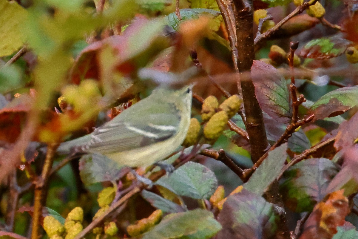 Cerulean Warbler - ML609509387