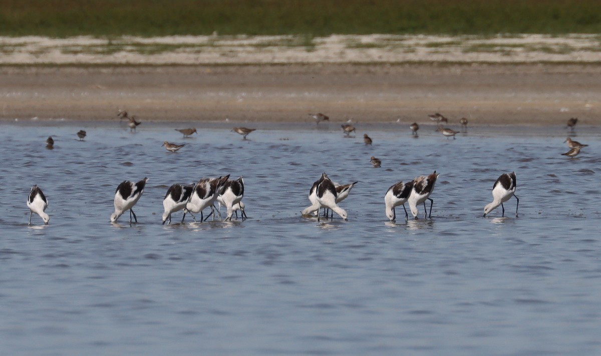 Avocette d'Amérique - ML609509394