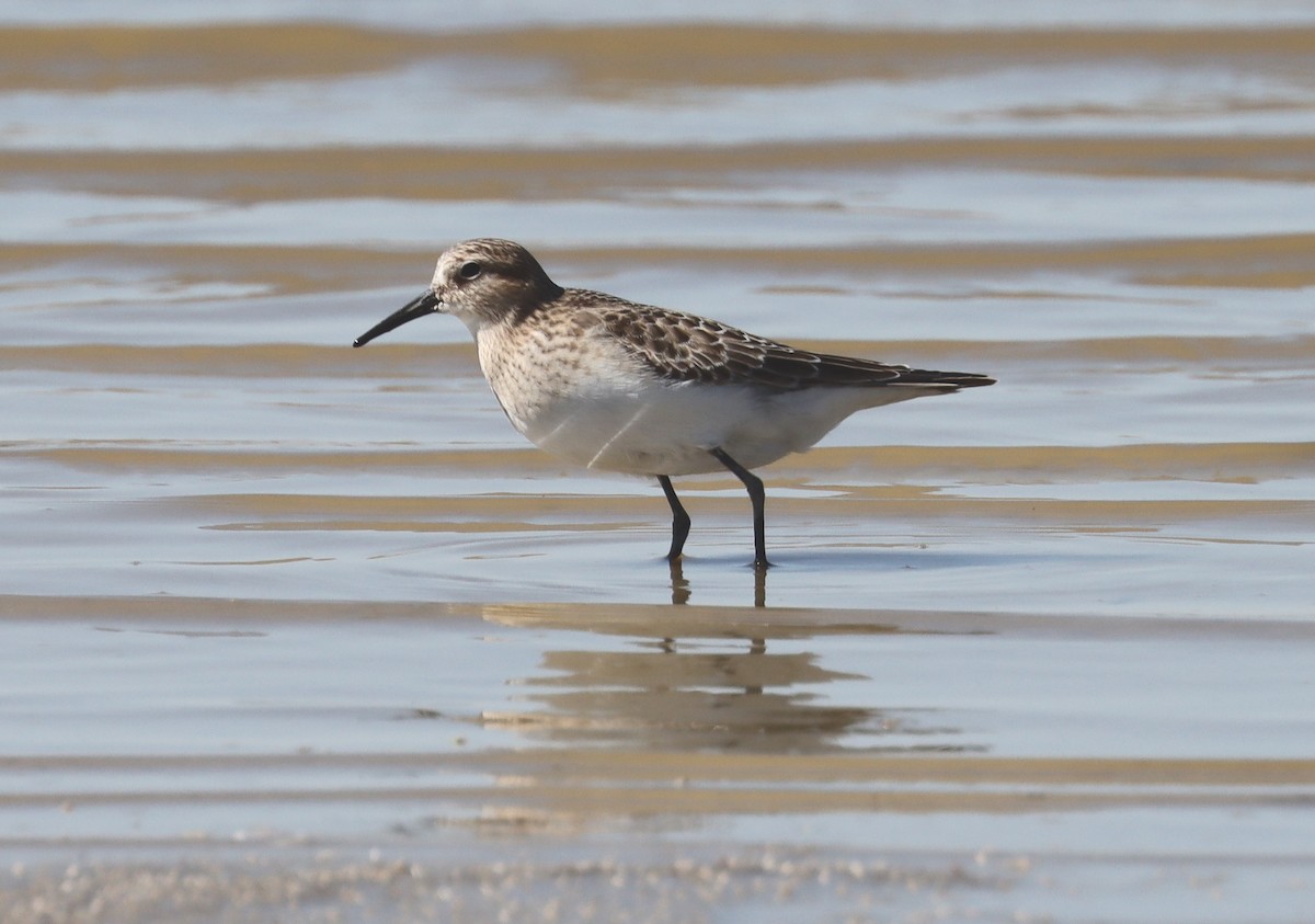 Baird's Sandpiper - ML609509409