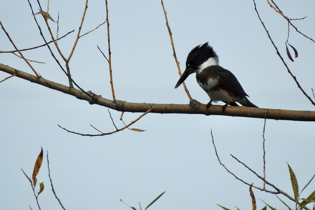 Belted Kingfisher - ML609509416