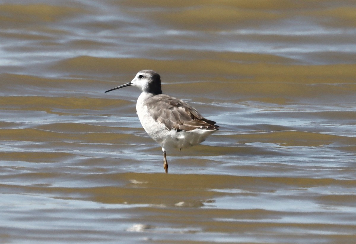 Wilson's Phalarope - ML609509425