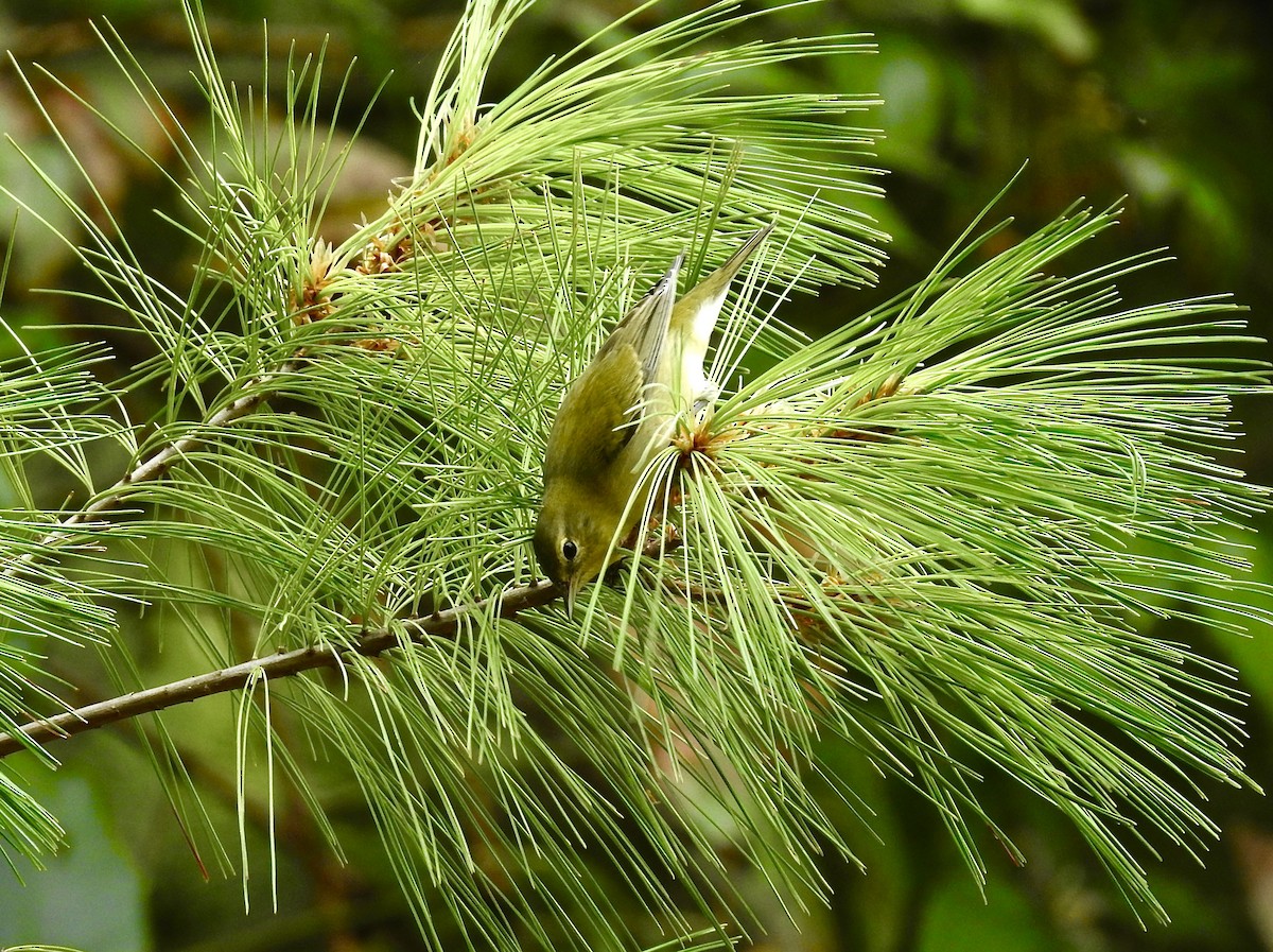 Tennessee Warbler - Nui Moreland