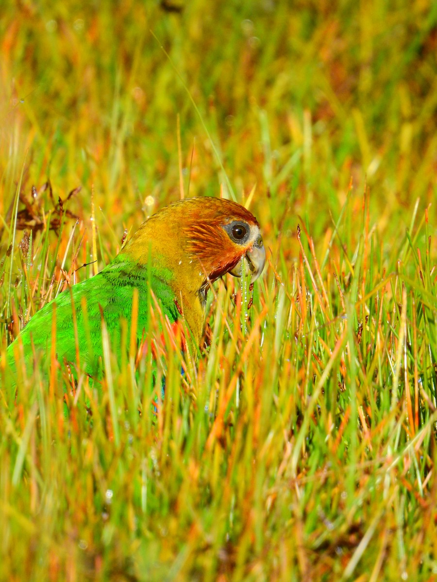 Rusty-faced Parrot - ML609509505