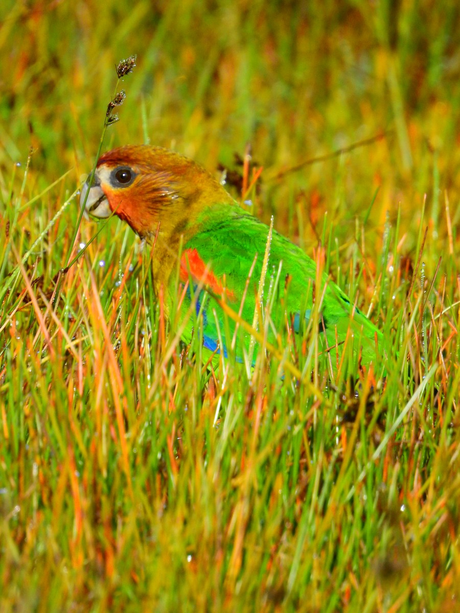 Rusty-faced Parrot - ML609509533