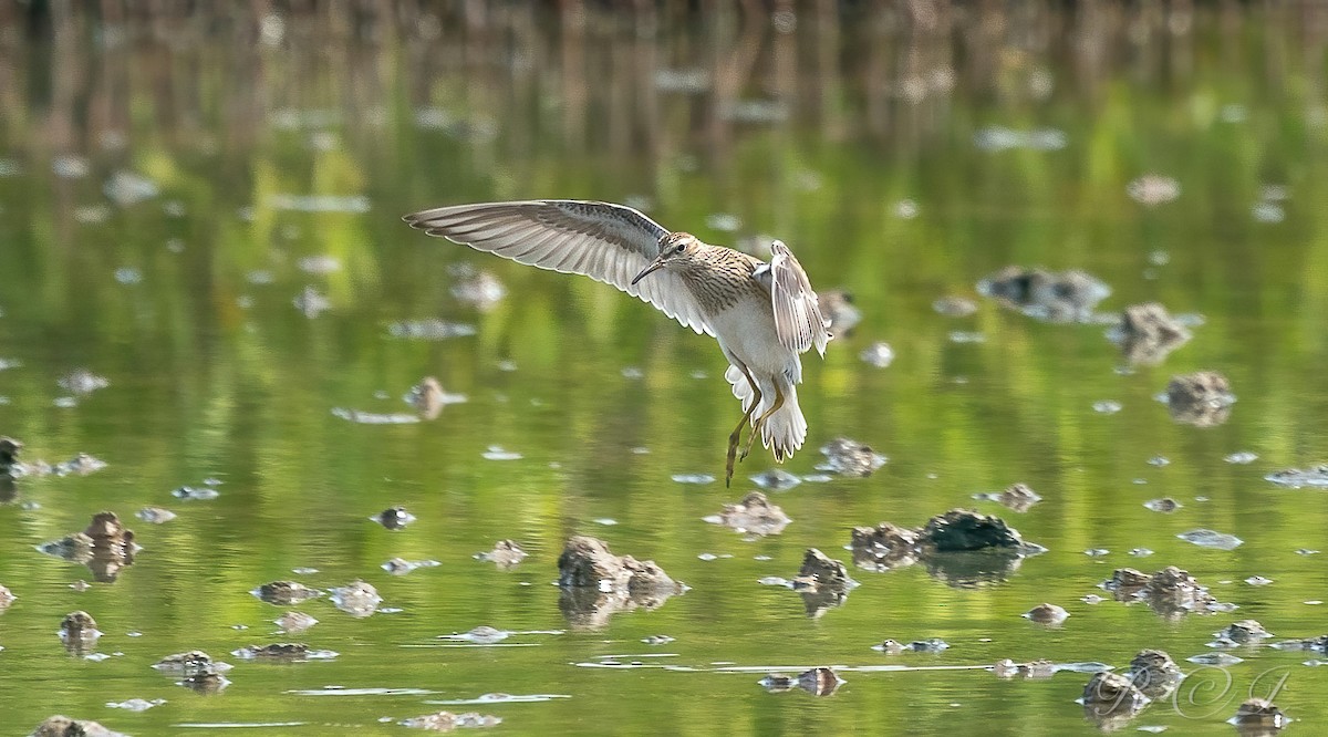 Çizgili Kumkuşu - ML609509544