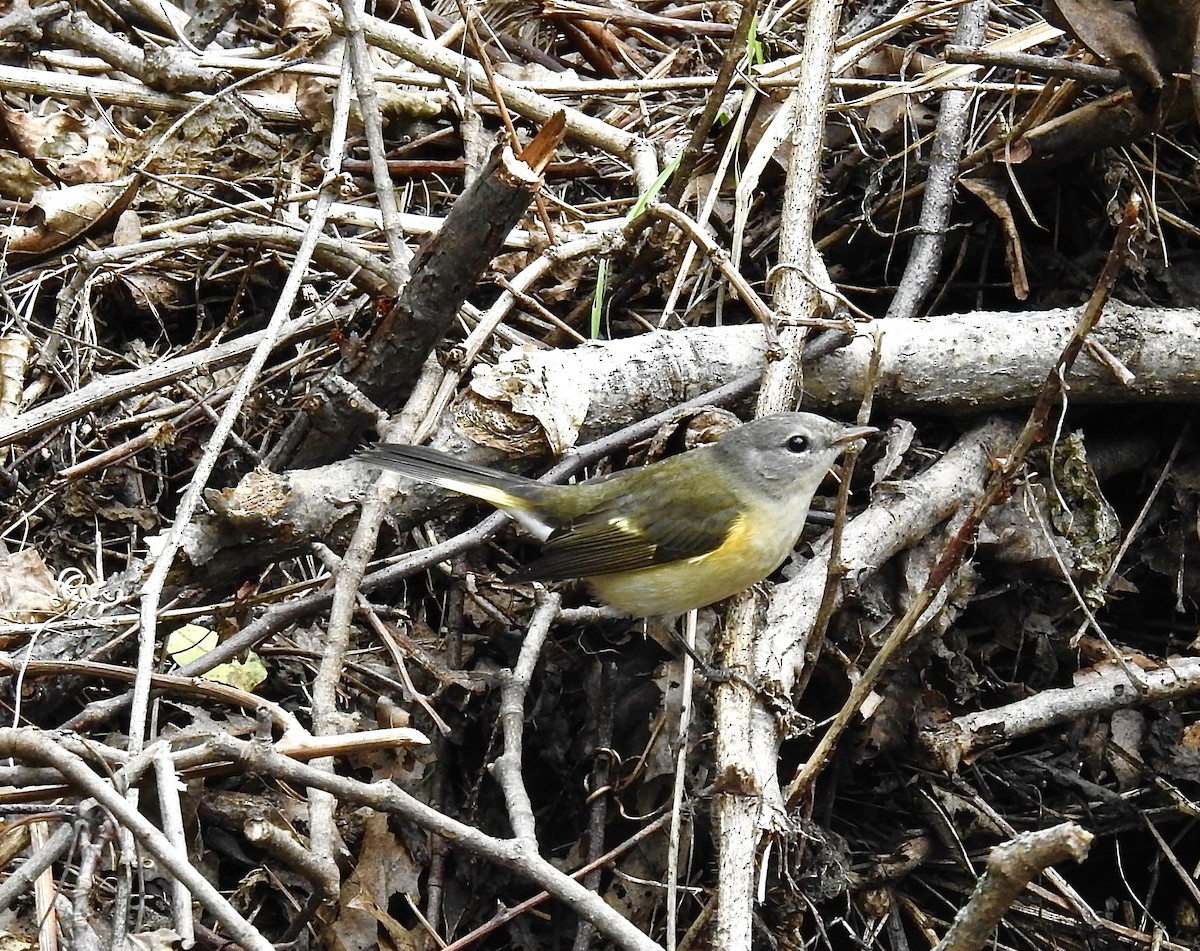 American Redstart - ML609509585