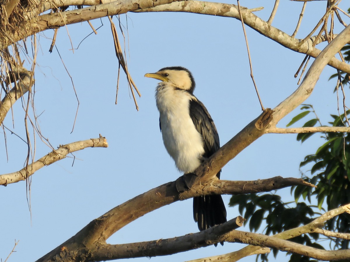 Little Pied Cormorant - ML609509597