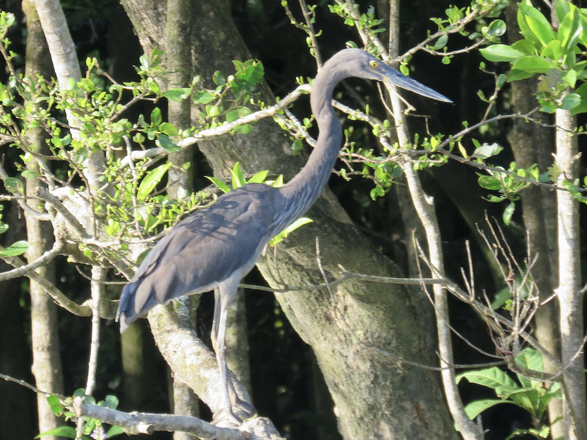 Great-billed Heron - ML609509624