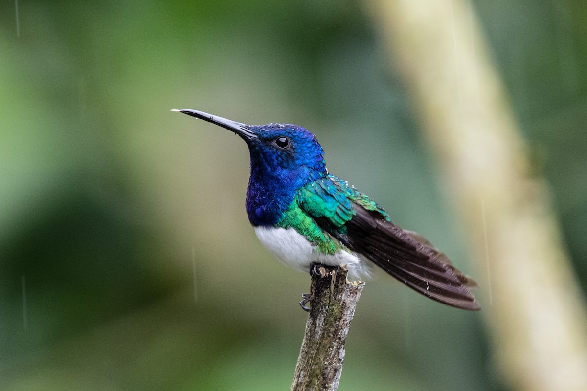 White-necked Jacobin - Bob Friedrichs