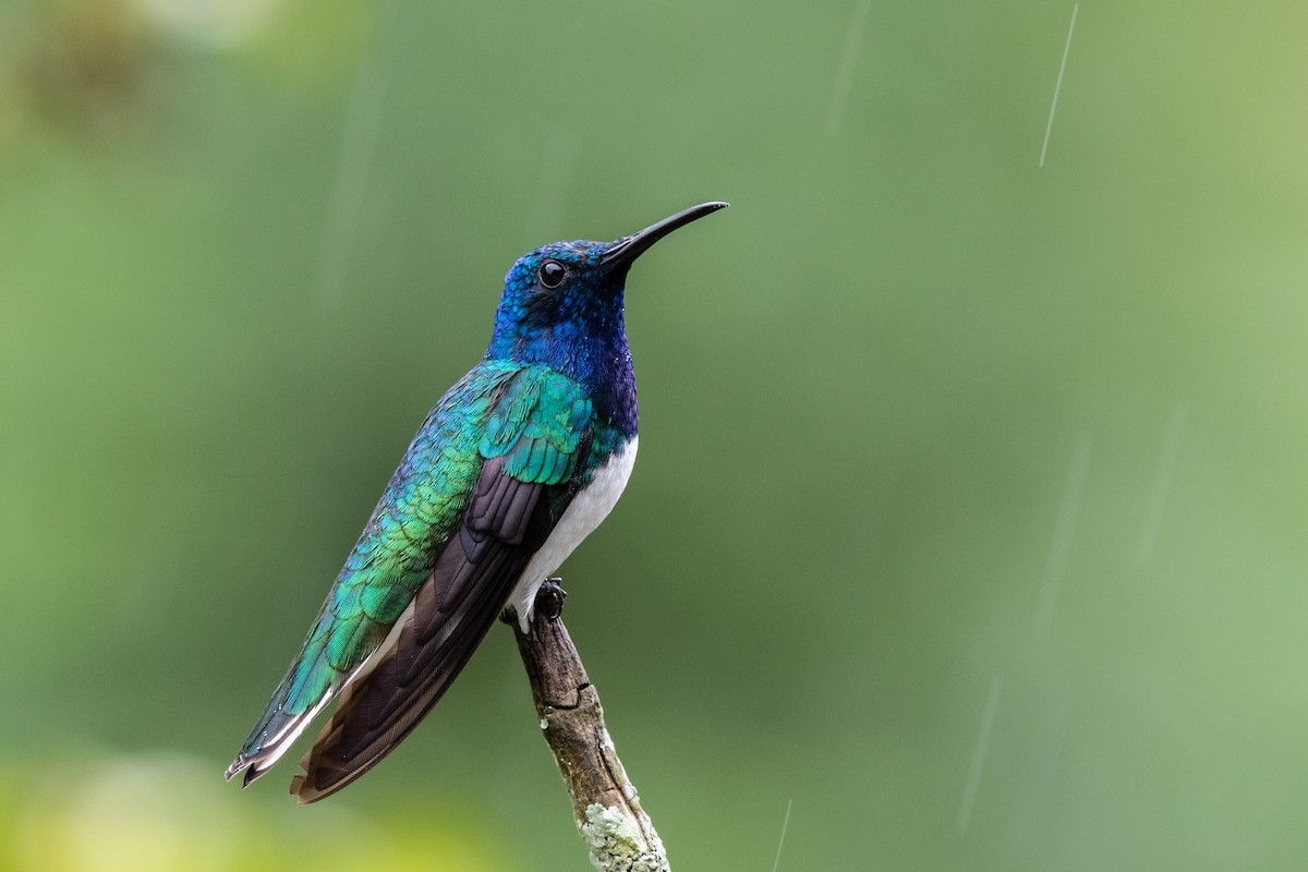 White-necked Jacobin - Bob Friedrichs