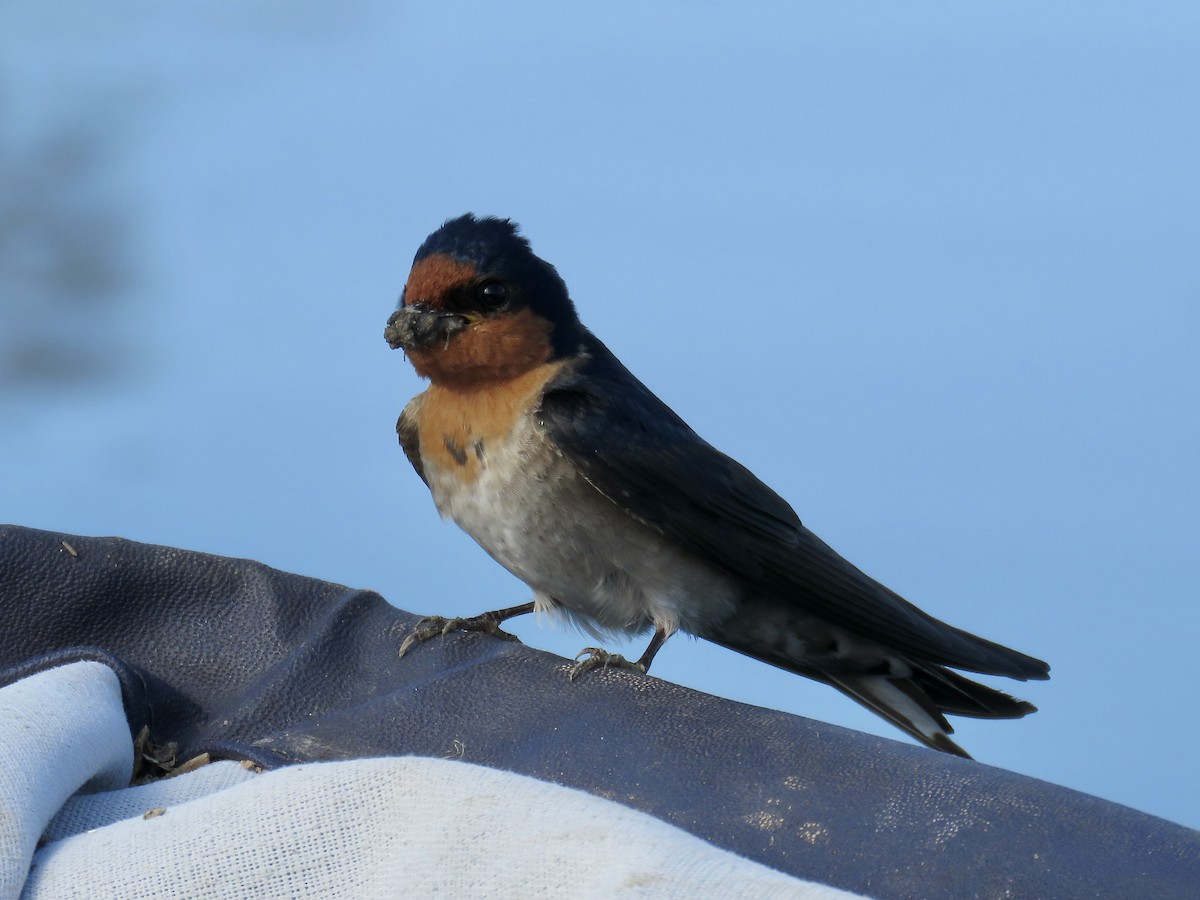 Golondrina Australiana - ML609509736