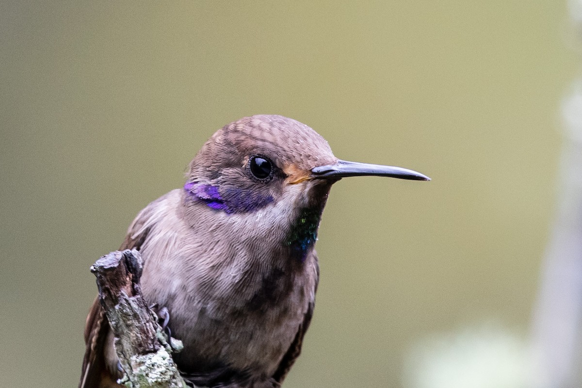 Brown Violetear - Bob Friedrichs