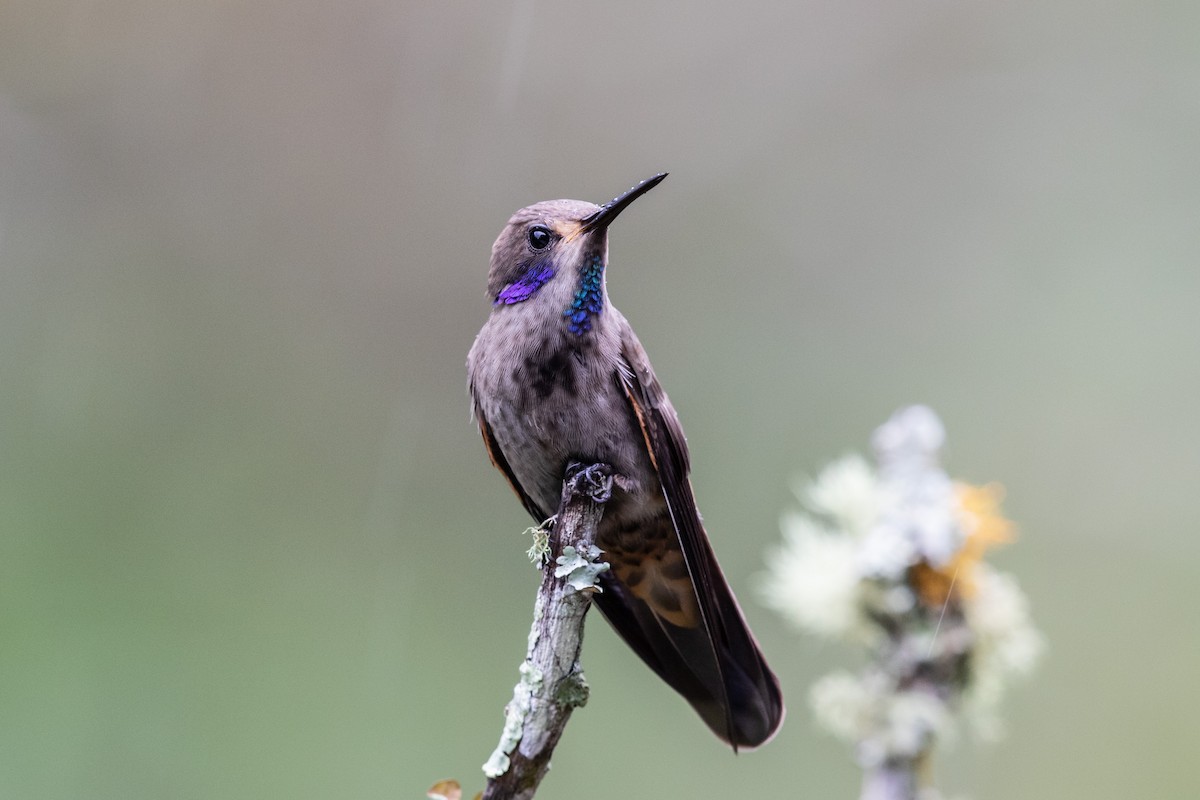 kolibřík fialovouchý - ML609509741