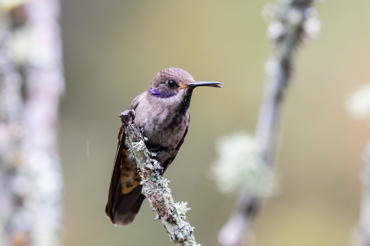 kolibřík fialovouchý - ML609509742