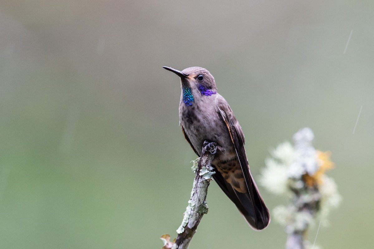 Brown Violetear - Bob Friedrichs