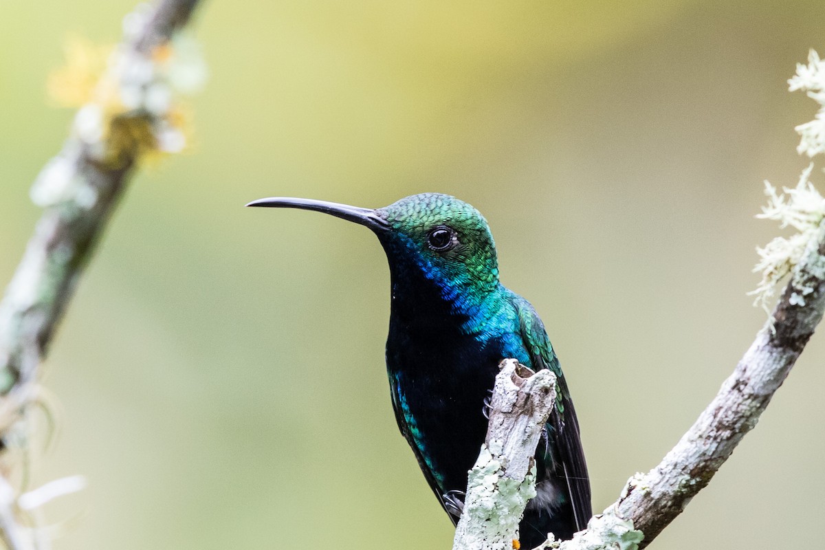 kolibřík tropický - ML609509748