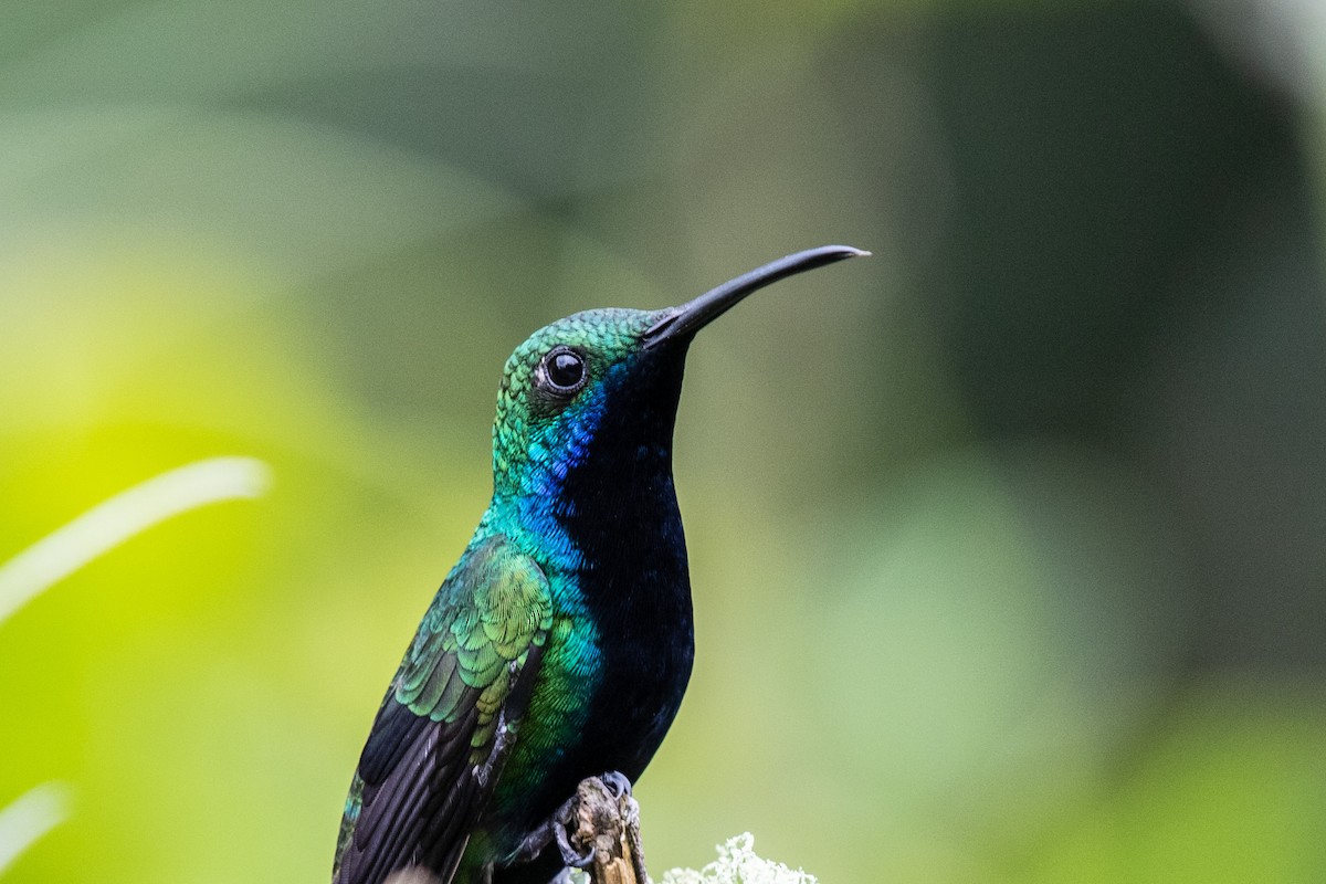 kolibřík tropický - ML609509749