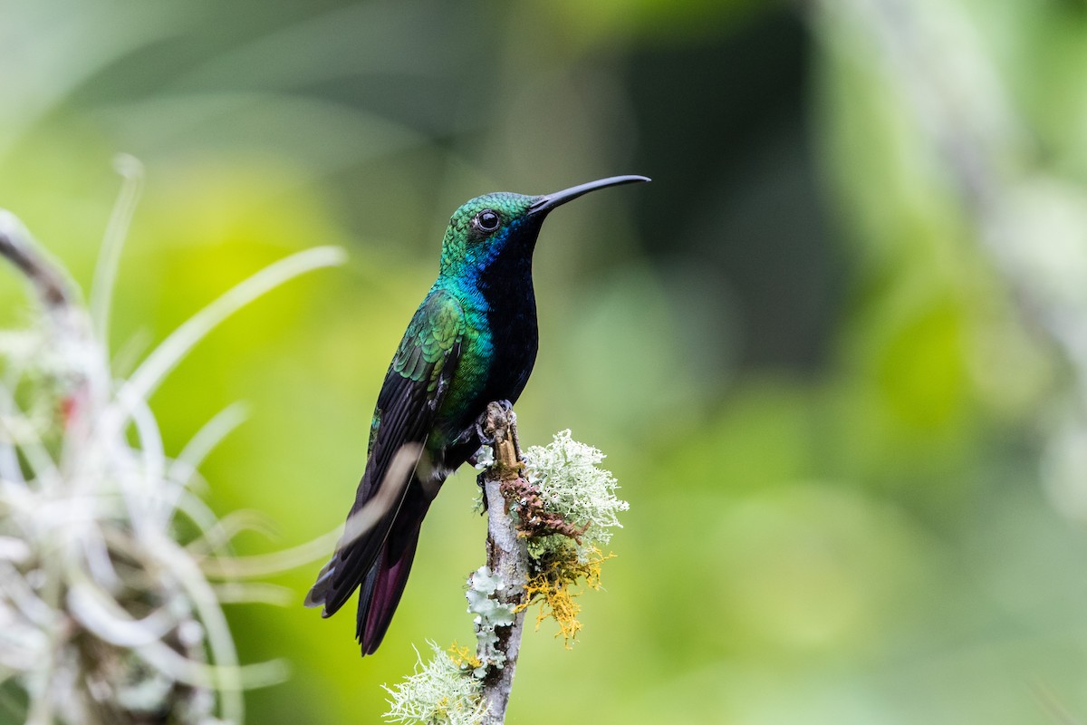 kolibřík tropický - ML609509750