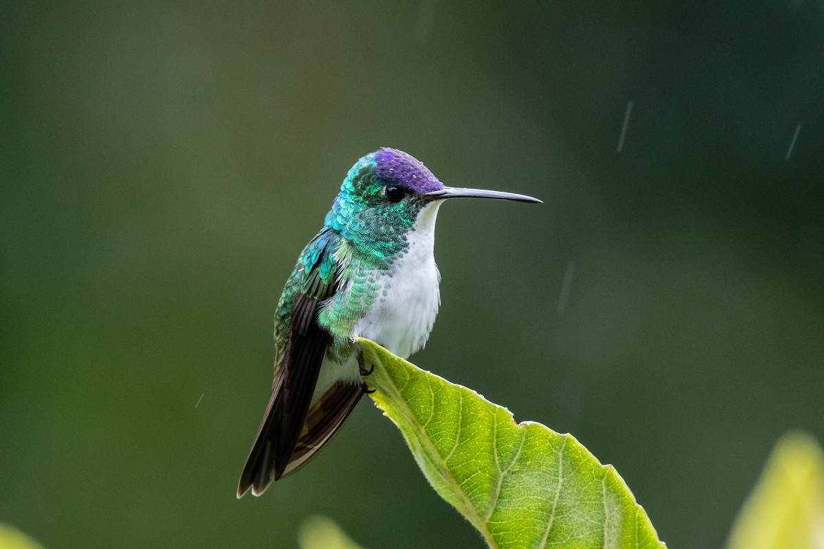 kolibřík andský - ML609509784